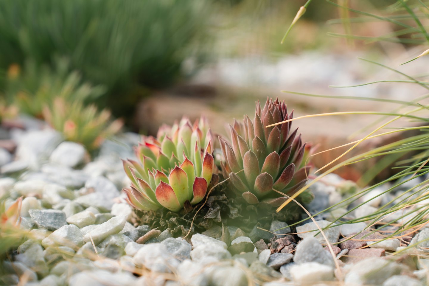 Two succulent rosettes growing in a bed of gravel.